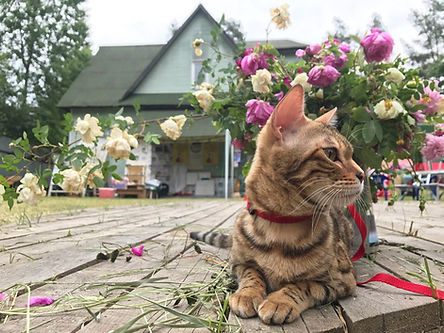 Музей кошки Всеволожск